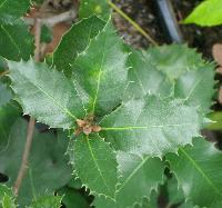 Quercus chrysolepis (dąb złotocupułkowy) blisko spokrewniony z dębem borówkolistnym