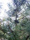 Sosna hakowata zaliczana również jako odmiana kosodrzewiny, często można spotkać wyschnięte drzewka porośnięte porostami