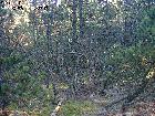 Sosna hakowata zaliczana również jako odmiana kosodrzewiny, często można spotkać wyschnięte drzewka porośnięte porostami