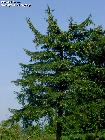 Gdzieniegdzie można spotkać świerk biały (Picea glauca) sprowadzony z zagranicy do Polski
