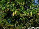 Weißfichte (Picea glauca) - eine importierte Pflanzenart