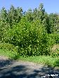 Wierzba laurowa (Salix pentandra) w miejscach bardziej podmokłych 