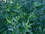 Wierzba laurowa (Salix pentandra)